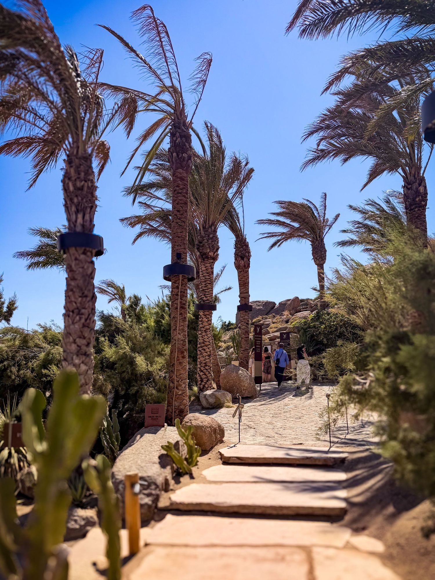 Palm-lined walkway at Scorpios Mykonos in Greece