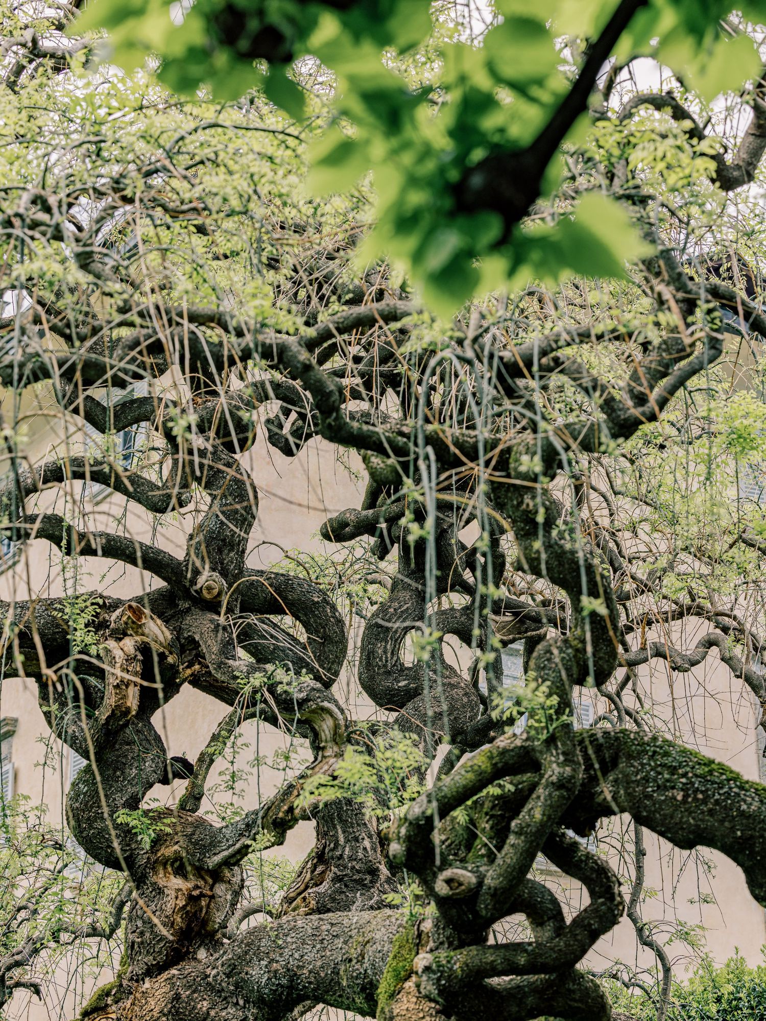 Gnarled and twisted bare tree branches create an intricate pattern against a soft green background.