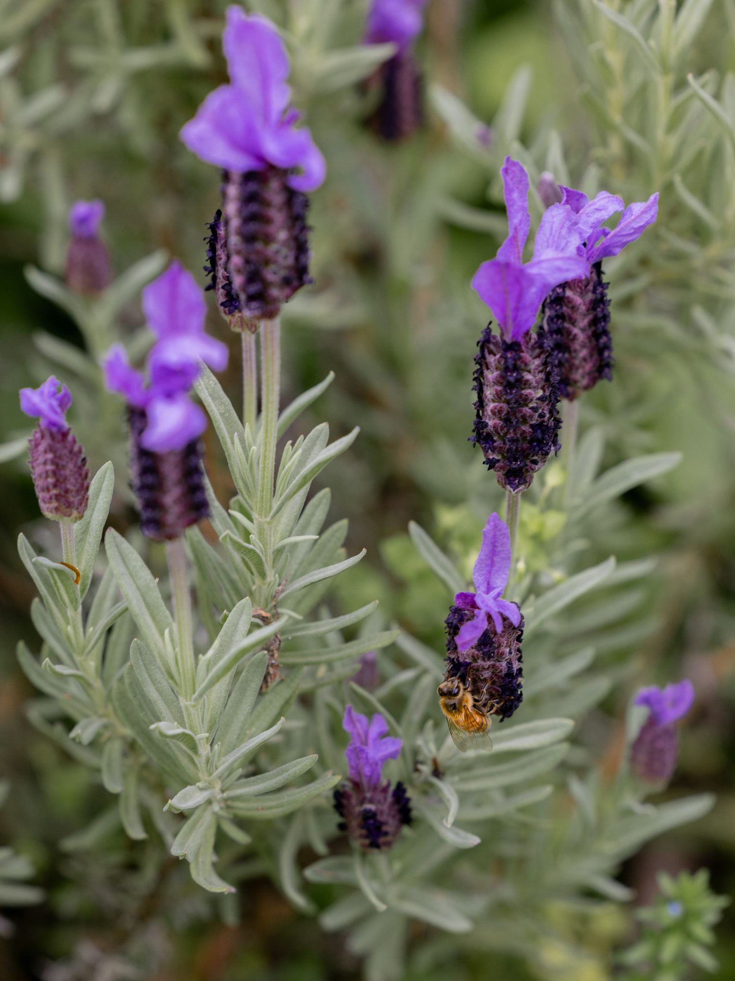 Purple Spanish lavender flowers growing in a garden with a honeybee collecting nectar from the blooms.