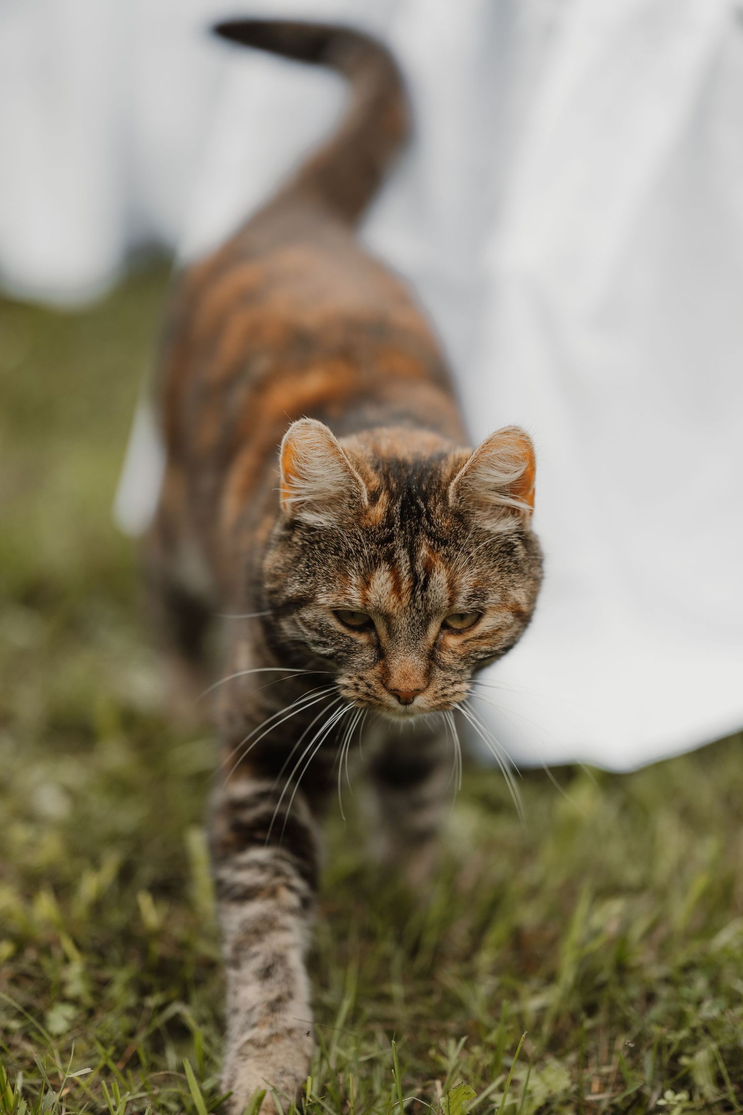 A sequence of photos showing a tabby cat stalking low through grass, demonstrating hunting behavior in action.