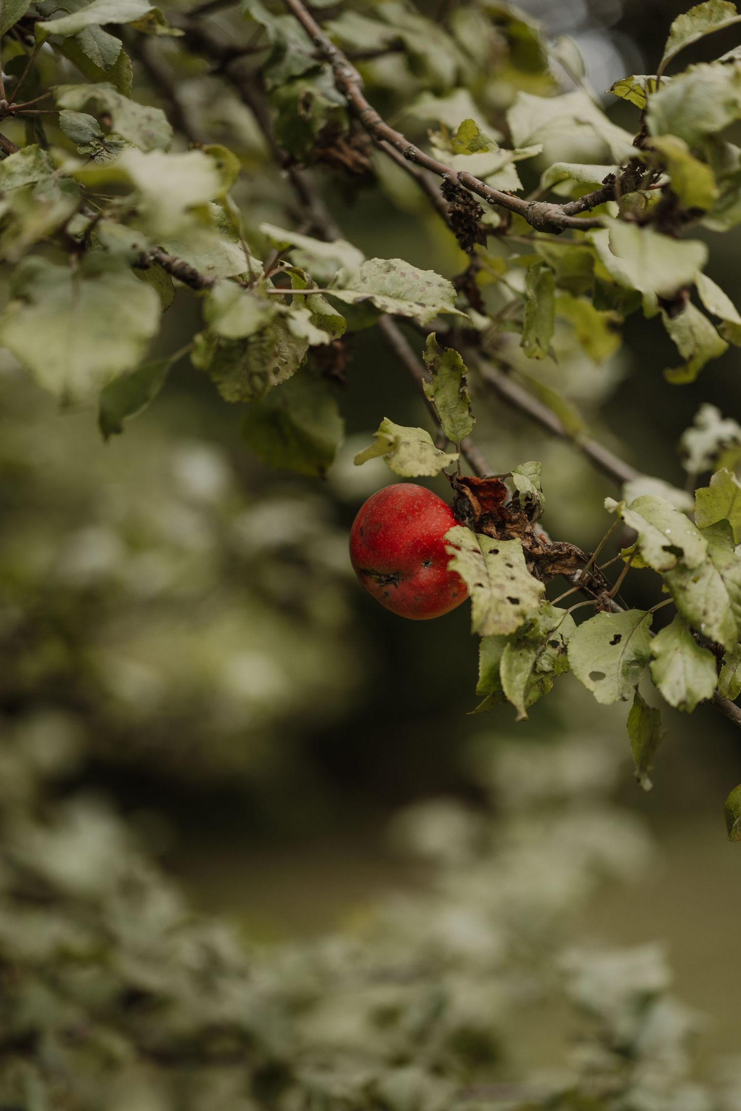Two bright red crabapples hanging on tree branches with soft bokeh effect in the background.