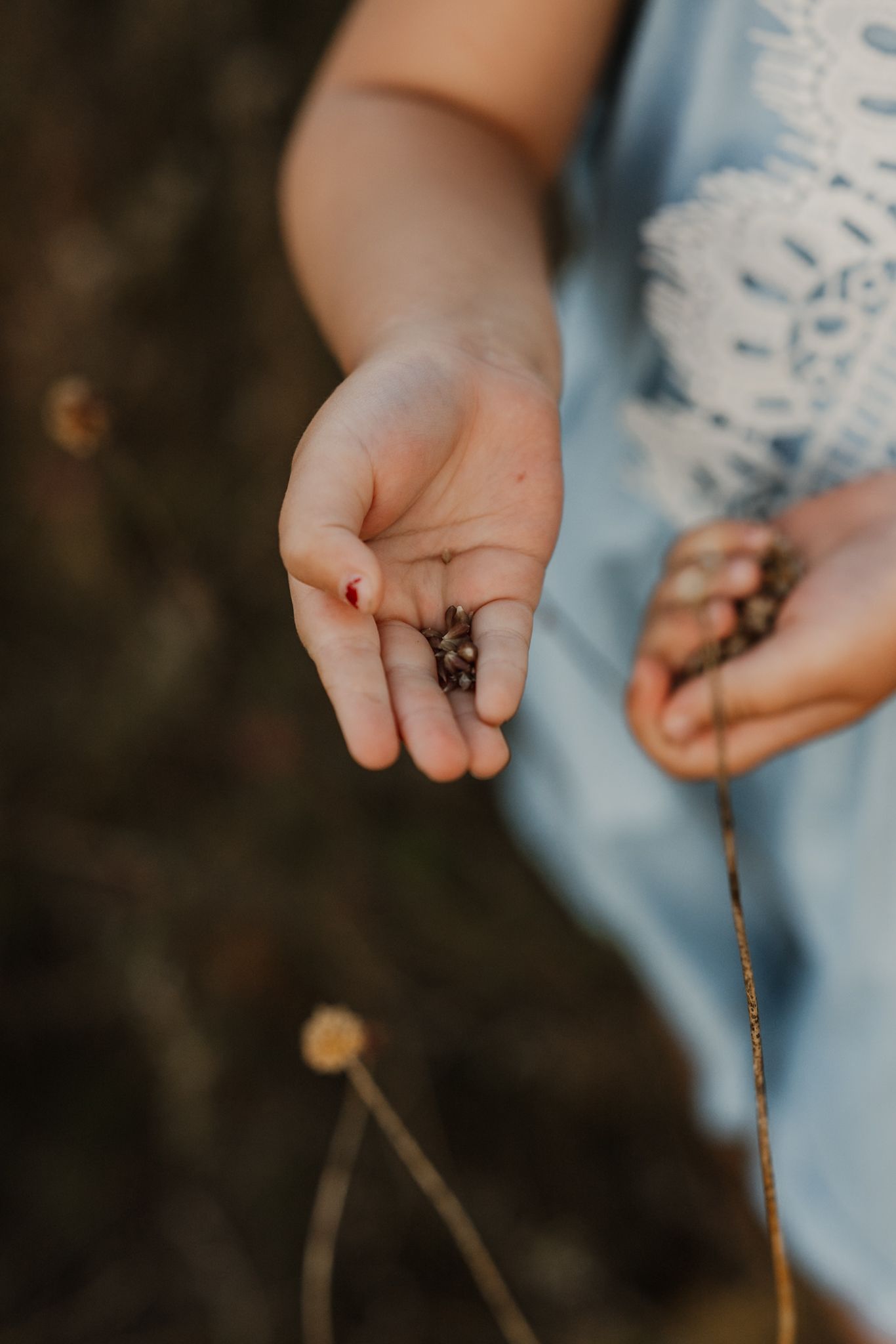 Child's open hands holding small seeds and berries outdoors in natural golden light, wearing a blue dress.