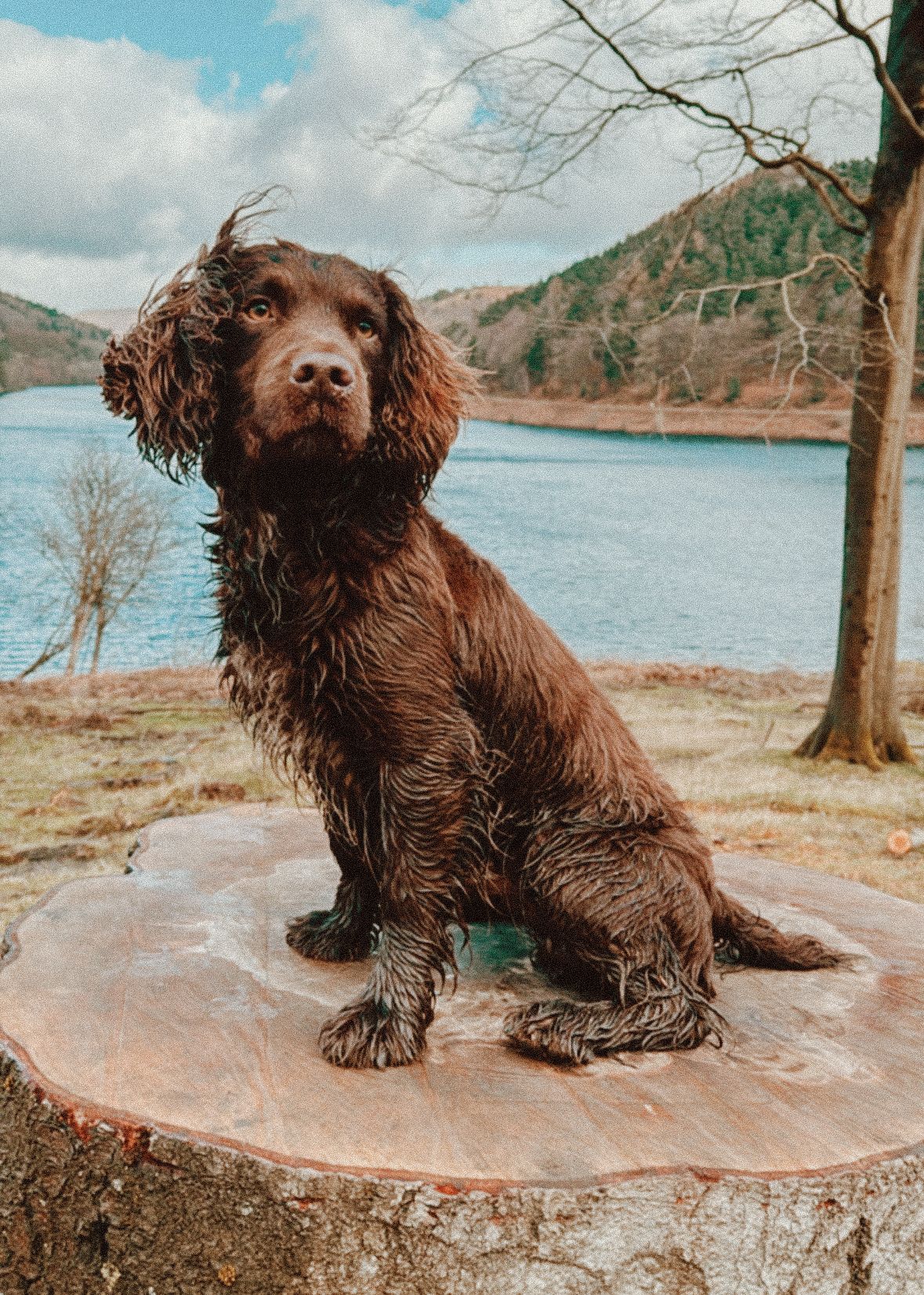 A chocolate brown Cocker Spaniel sits on a tree stump near a scenic lake with mountains in the background.