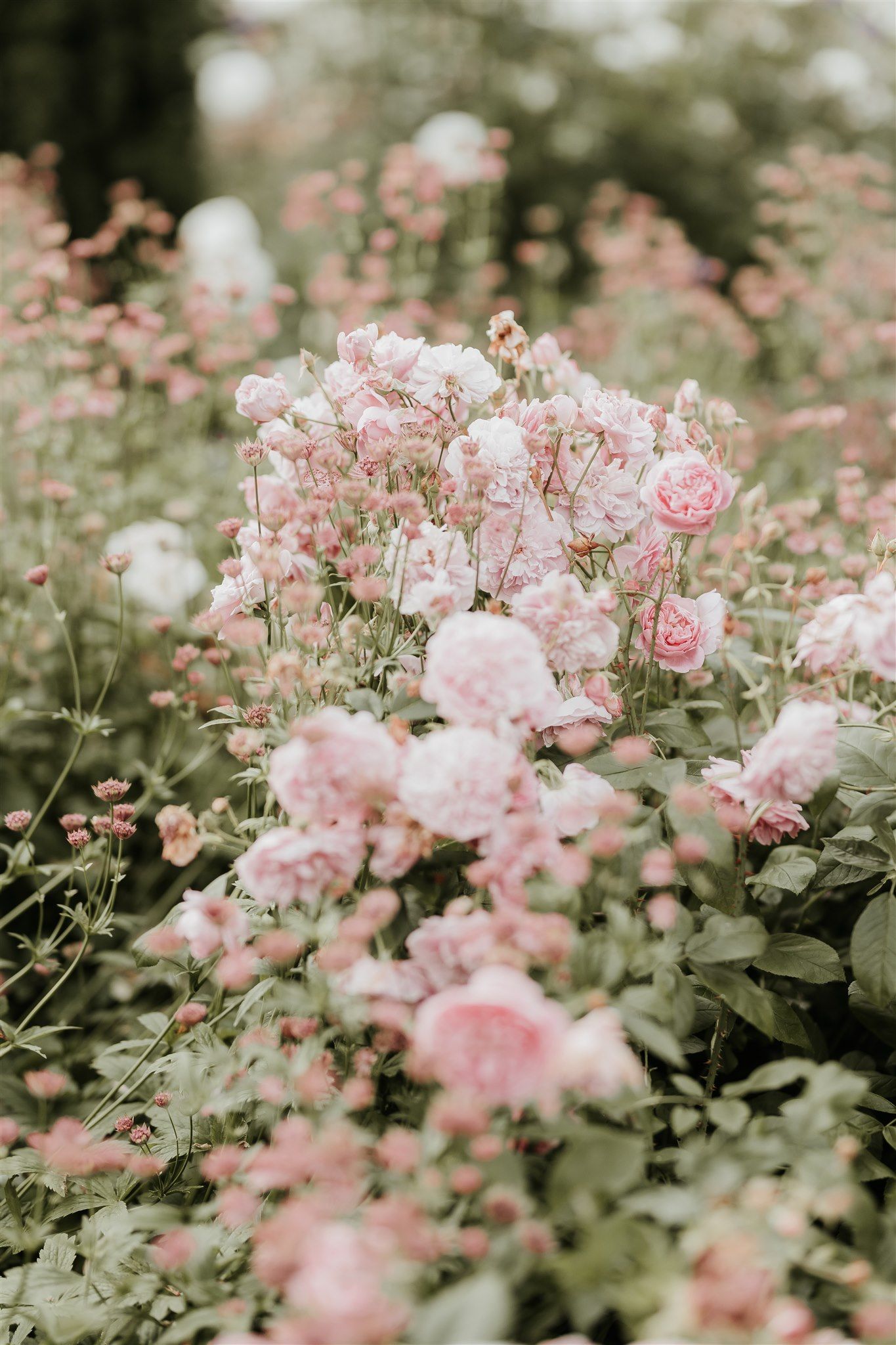 Delicate pink roses bloom in a garden with soft focus creating a dreamy romantic atmosphere.