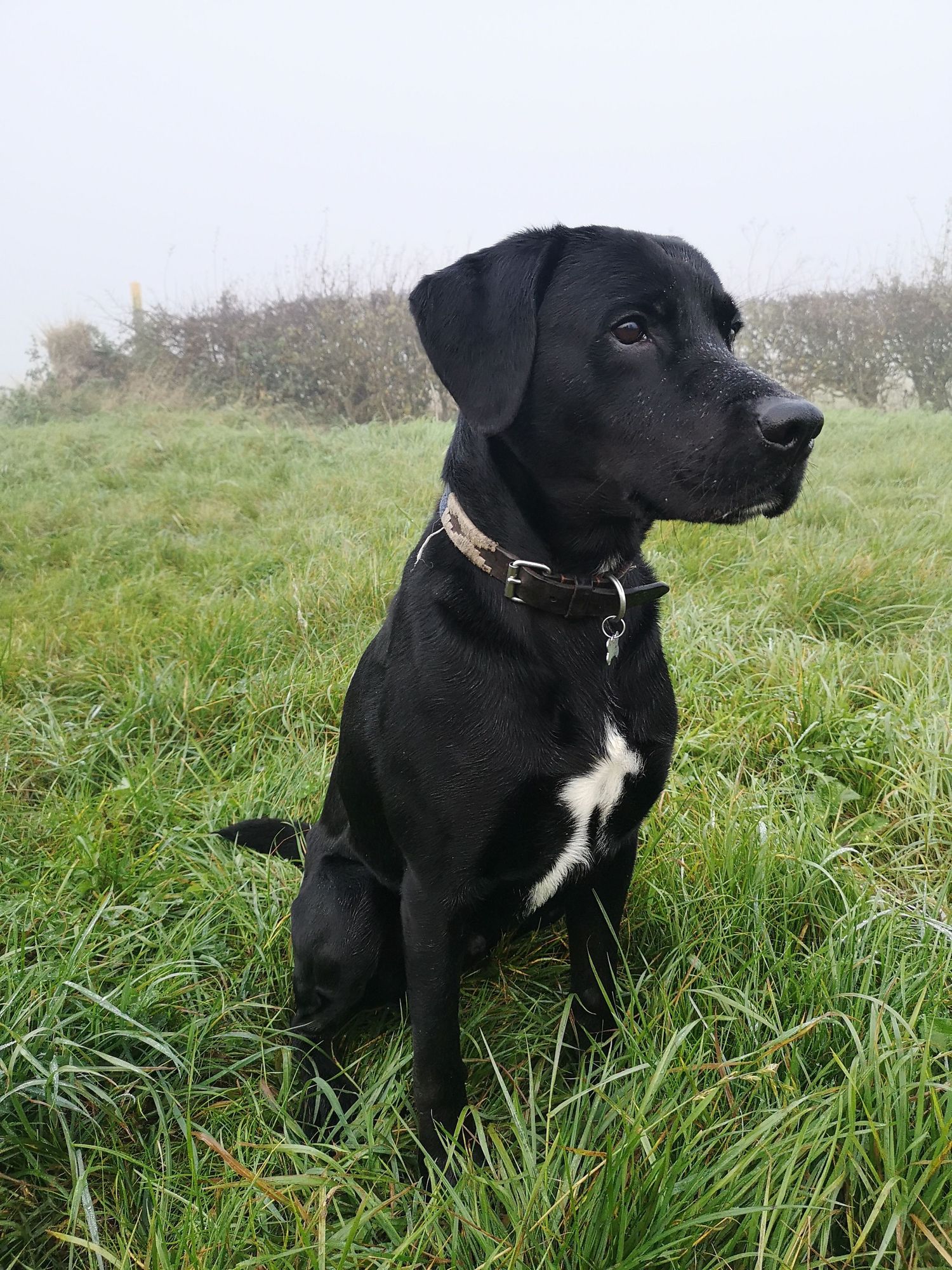 Beautiful black Labrador mix dog with white chest sits attentively in tall grass field wearing leather collar.