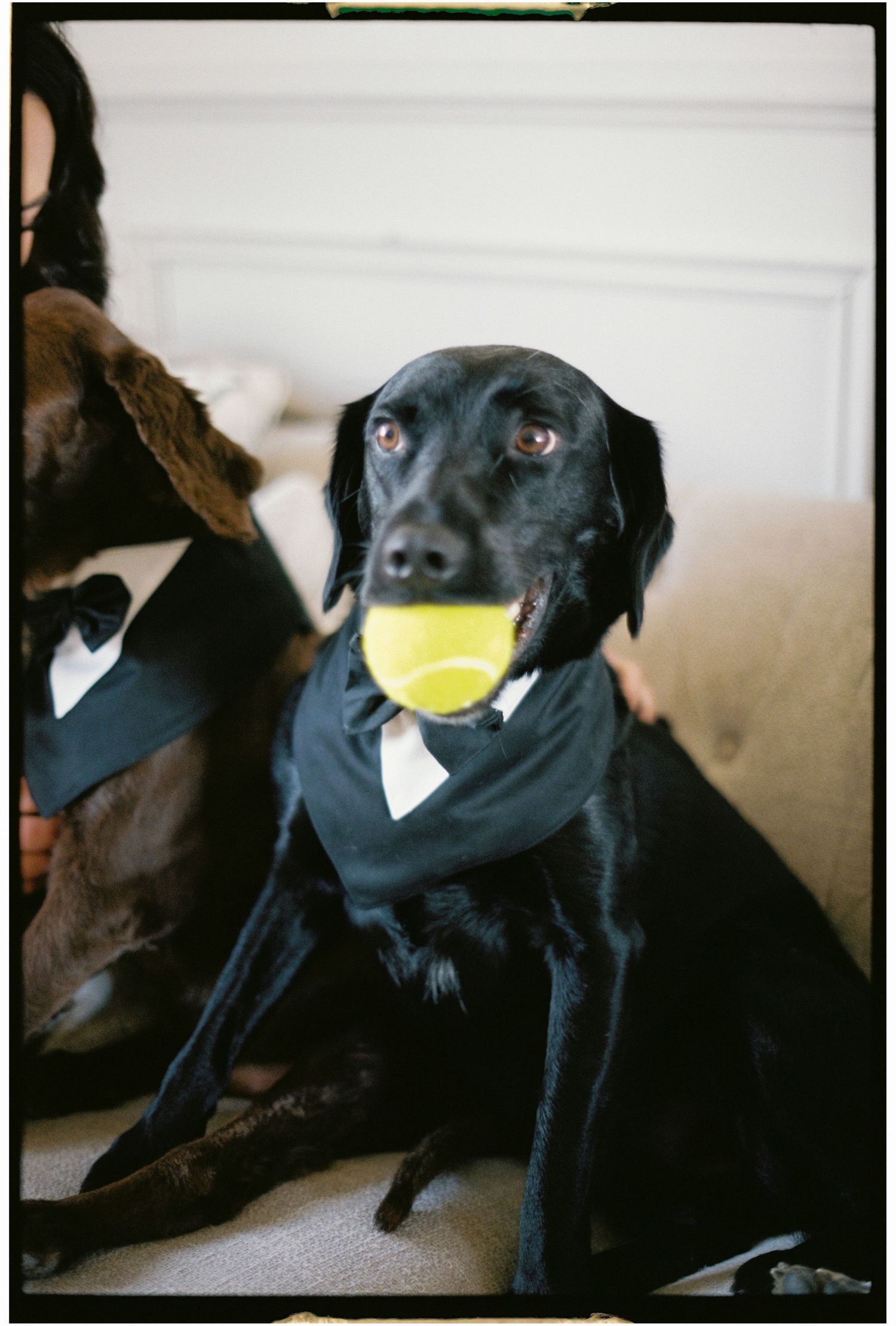 Black Labrador dog playing with yellow tennis ball.