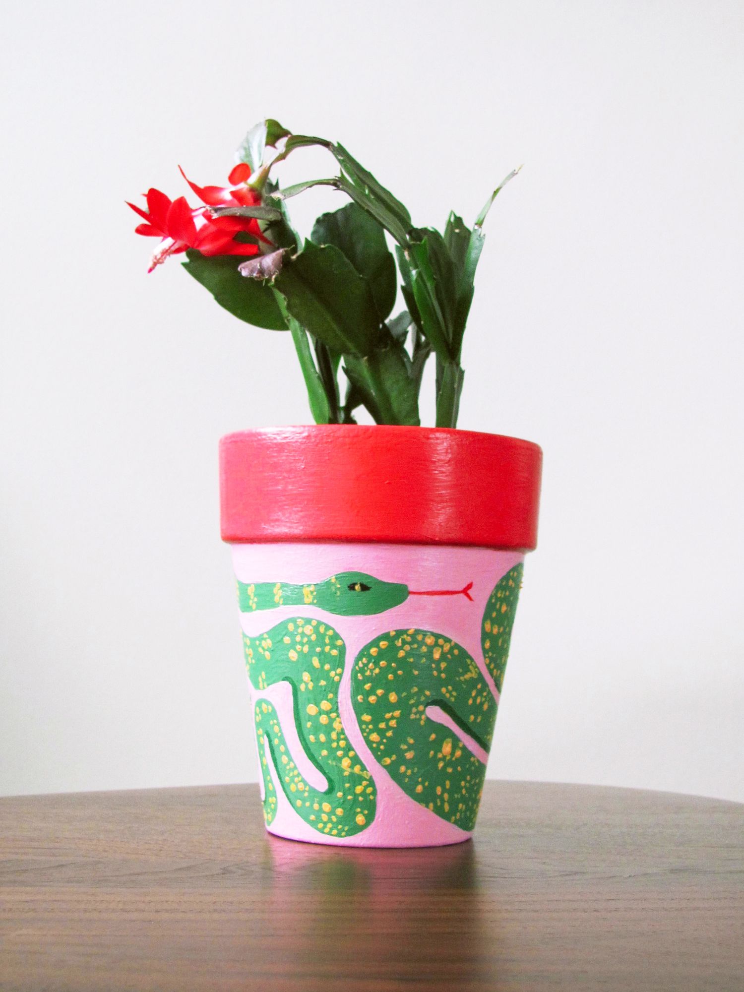 Pink terracotta pot painted with green snakes and red rim, holding a blooming Christmas cactus with red flowers.