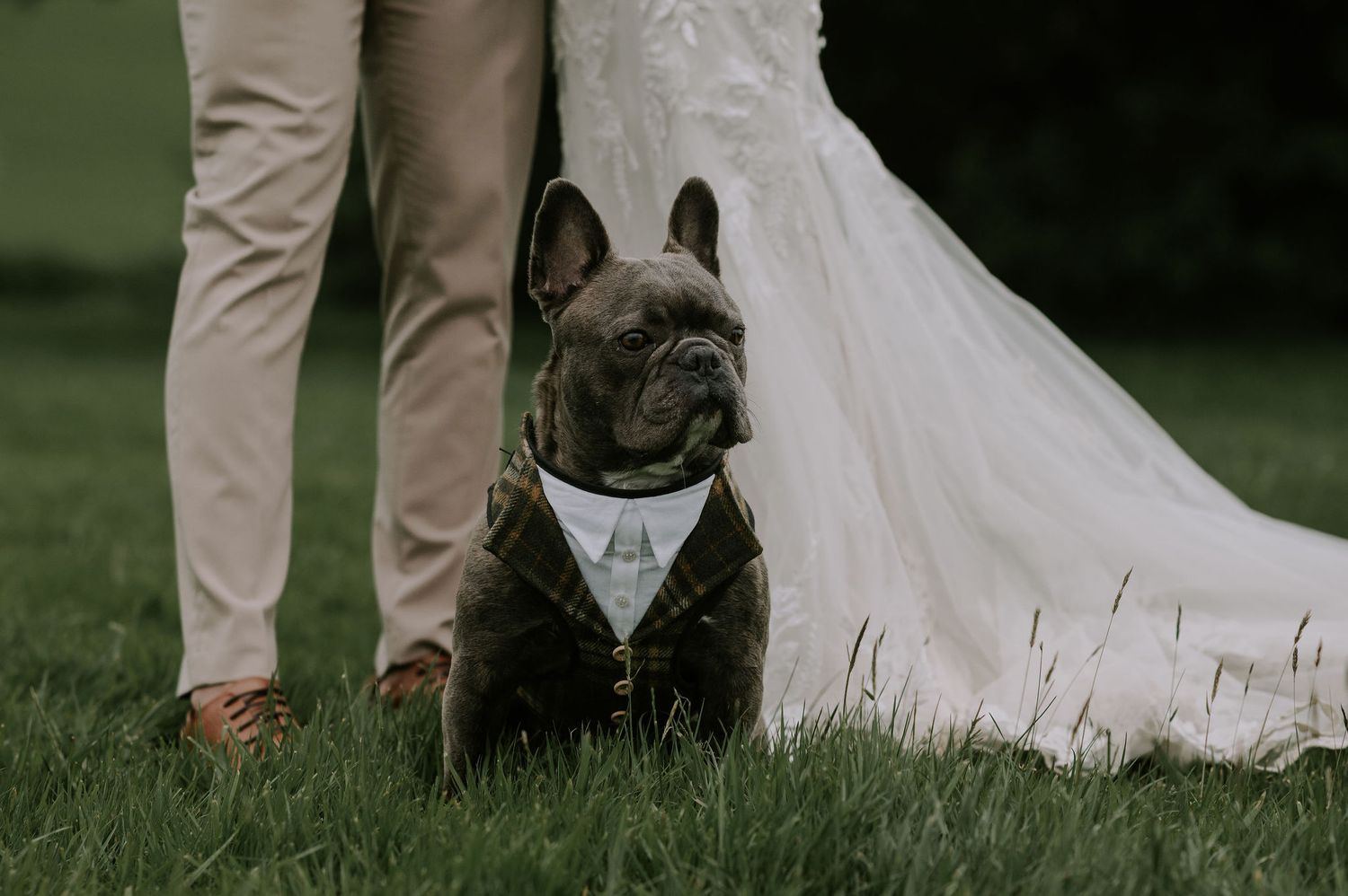 Dog standing in a field looking to the right, with the bride and groom behind him, only their legs visible.