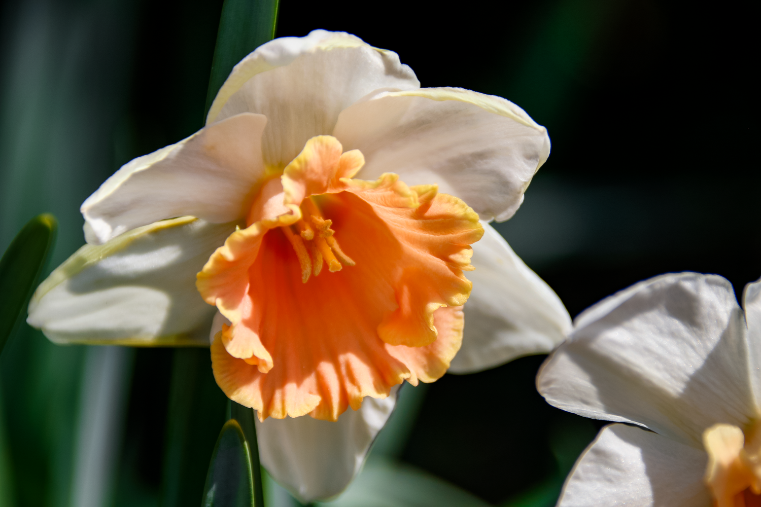 Close-up of a white daffodil with a peach-orange trumpet center blooming in sunlight.