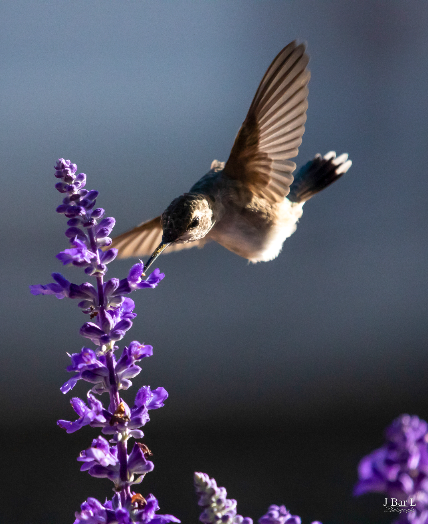 A hummingbird hovers mid-flight while feeding on purple salvia flowers against a soft blue background.