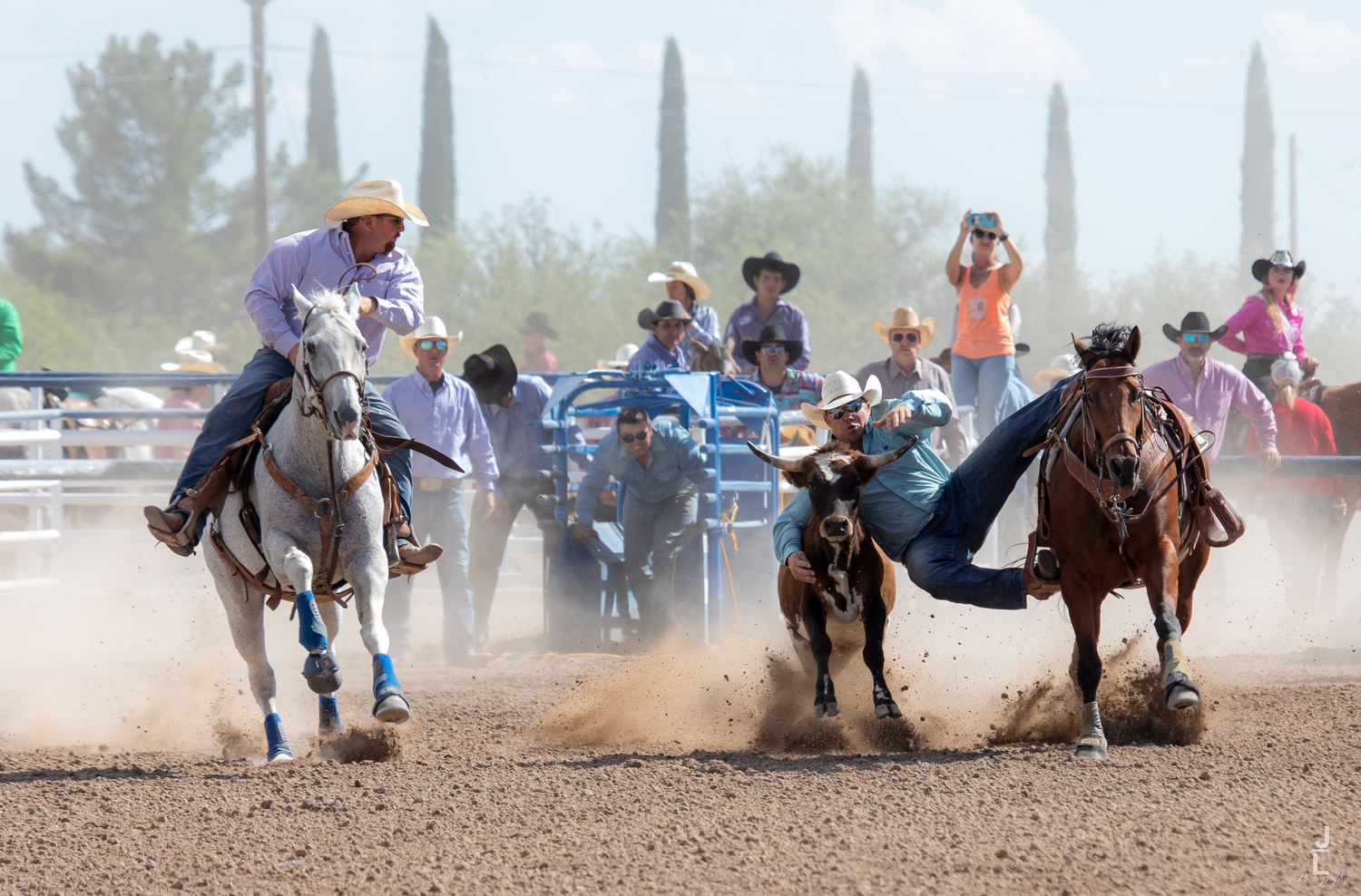 Dusty action shot of a cowboy performing steer wrestling at an outdoor rodeo event.