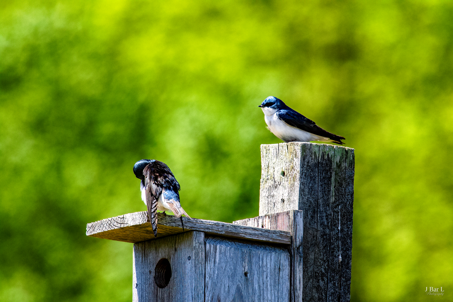 Two tree swallows perch on a wooden birdhouse post against a vibrant green foliage background.