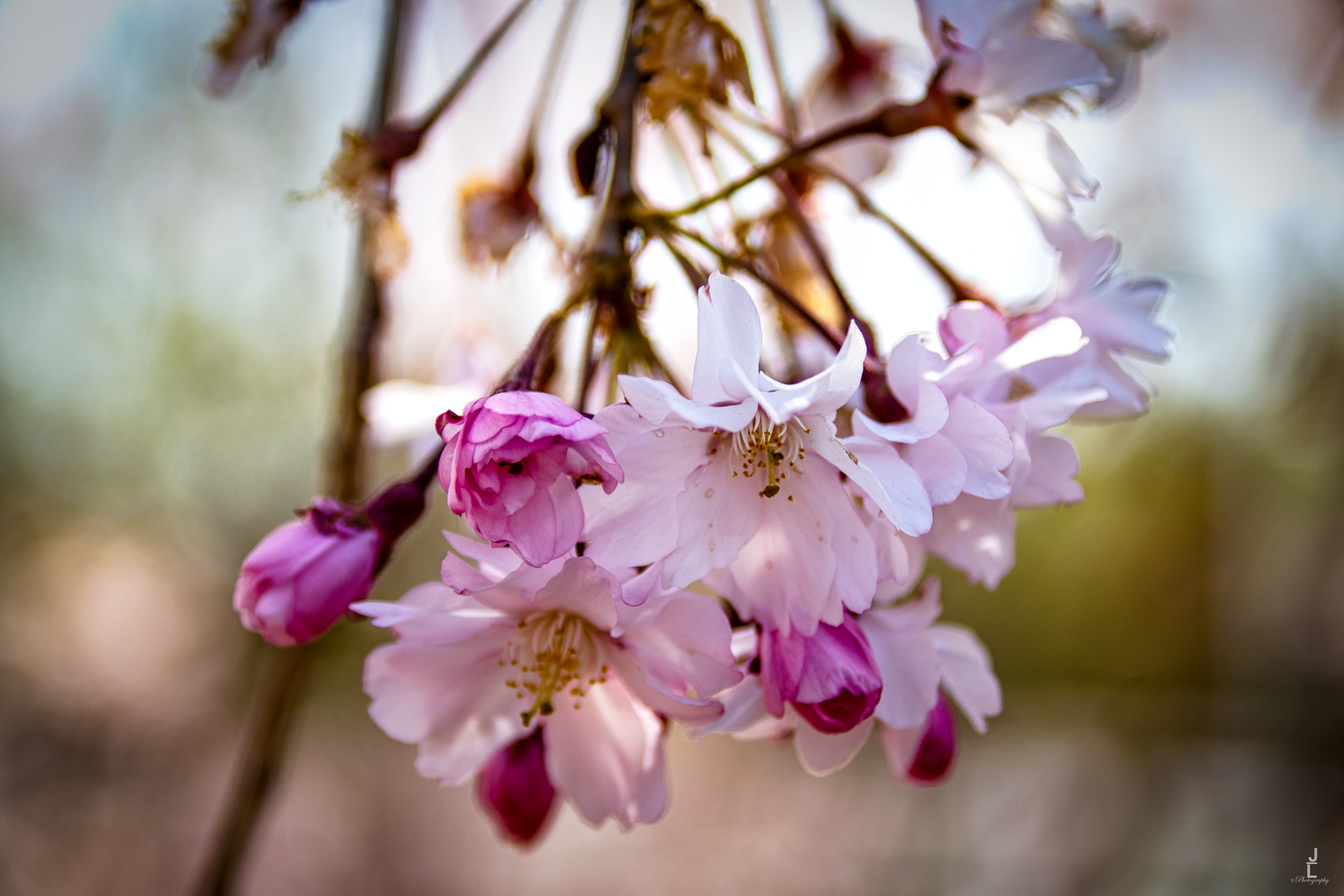 Pink cherry blossom flowers and buds hanging from a branch in soft spring light.