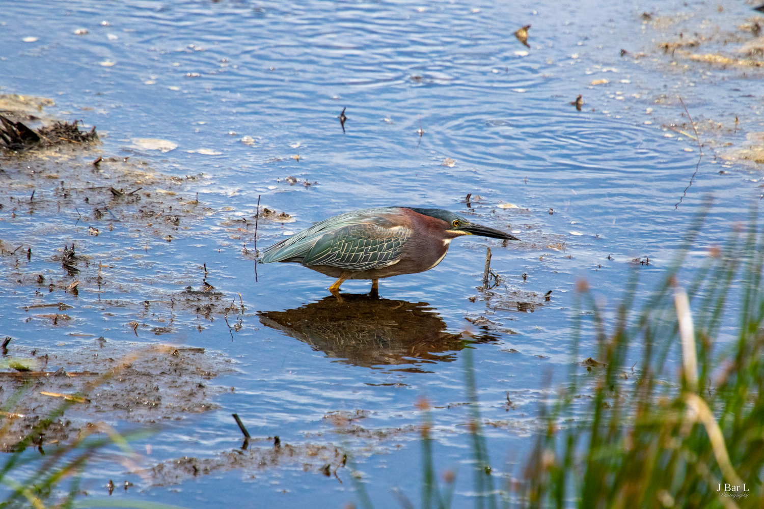 A green heron wades in shallow water, its reflection visible on the calm surface of a wetland habitat.