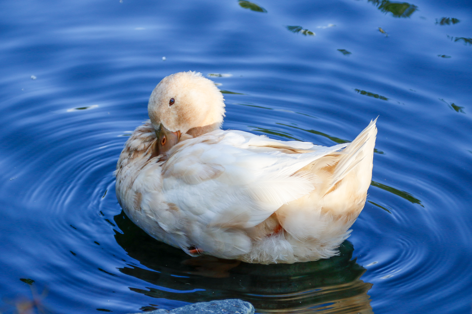 A pale white duck floats peacefully on rippling blue water in a pond.