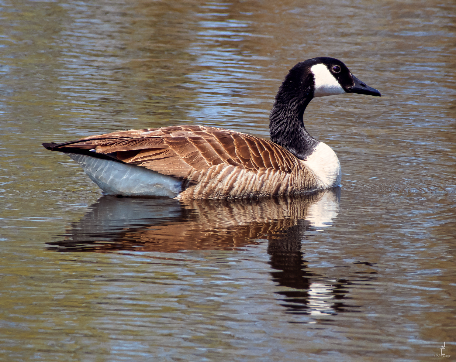 A Canada goose with black neck and white cheek patch glides gracefully on calm reflective water.