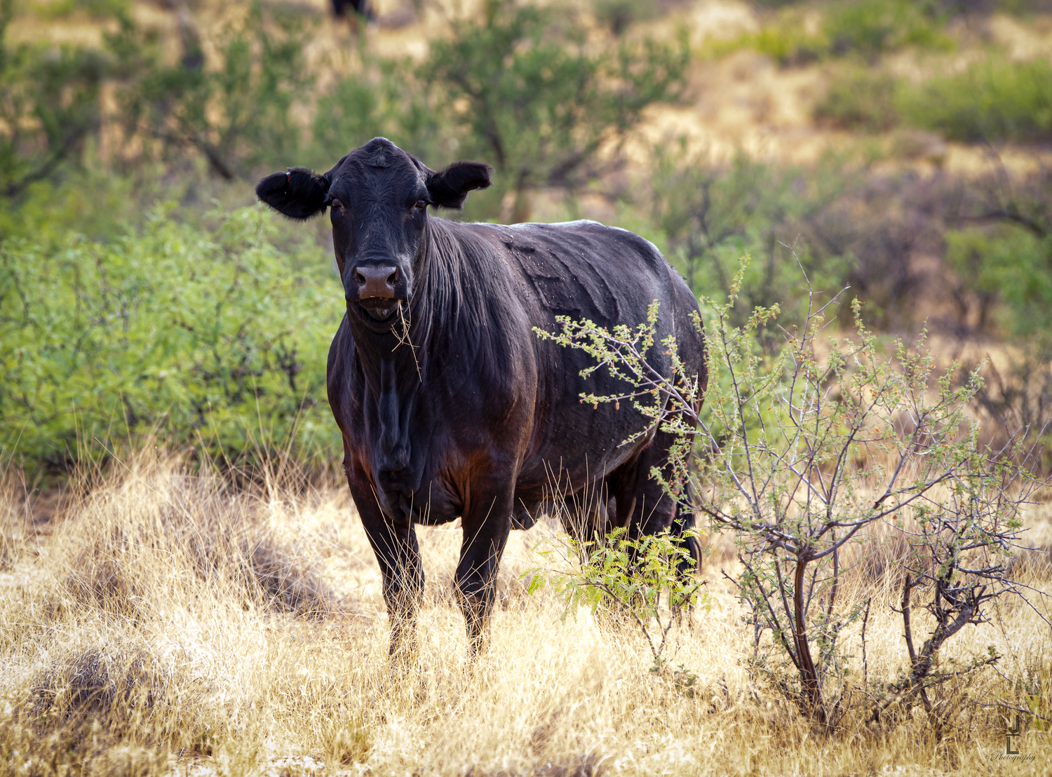 Black Angus cow stands alert among dry brush and scrubland in open range pasture.