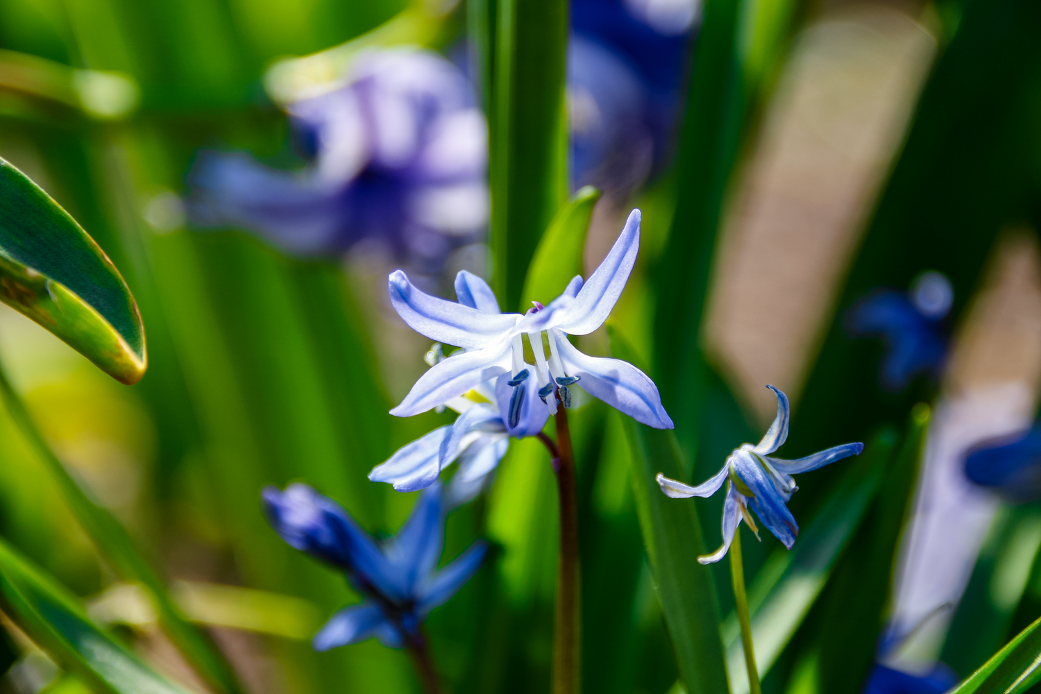 Delicate blue and white Scilla flowers blooming among green stems in a spring garden.
