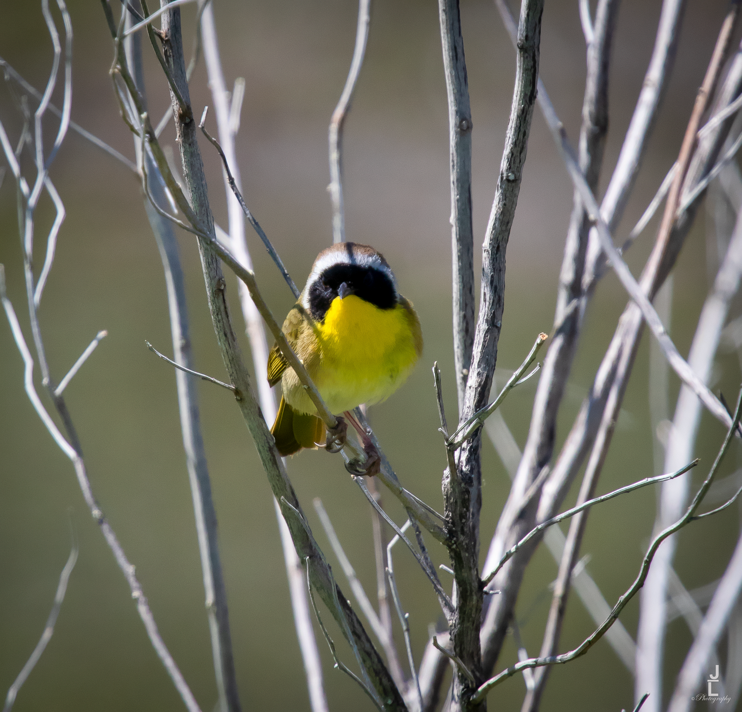 A common yellowthroat warbler with bright yellow plumage and black mask perches among bare winter branches.