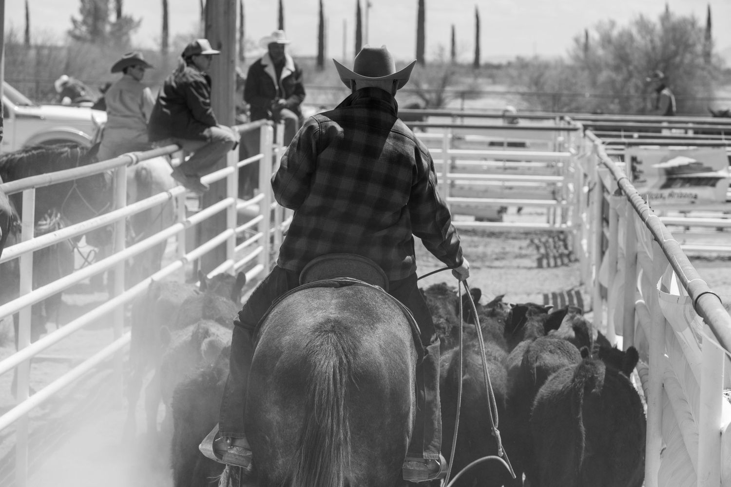 Black and white photo of a cowboy on horseback herding cattle through a rodeo pen.