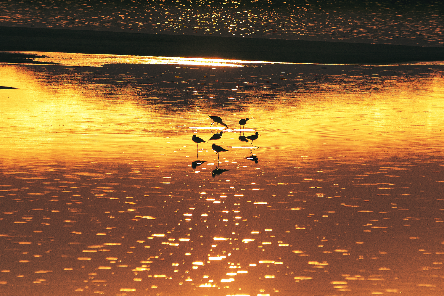 Silhouettes of shorebirds wading in golden sunset-reflected water creating a stunning mirror effect.