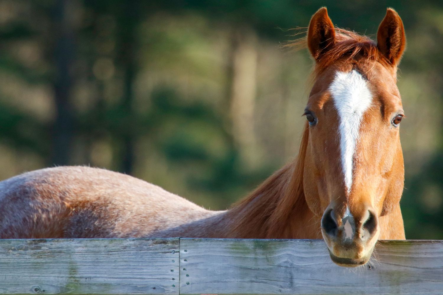 Chestnut horse with white blaze looks over wooden fence rail in soft natural light.