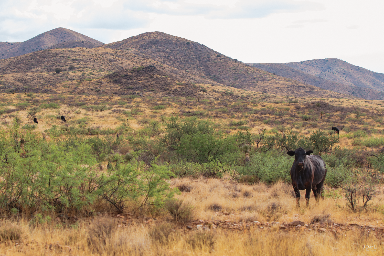 Black buffalo stands in open desert grassland with mountain range in the background.