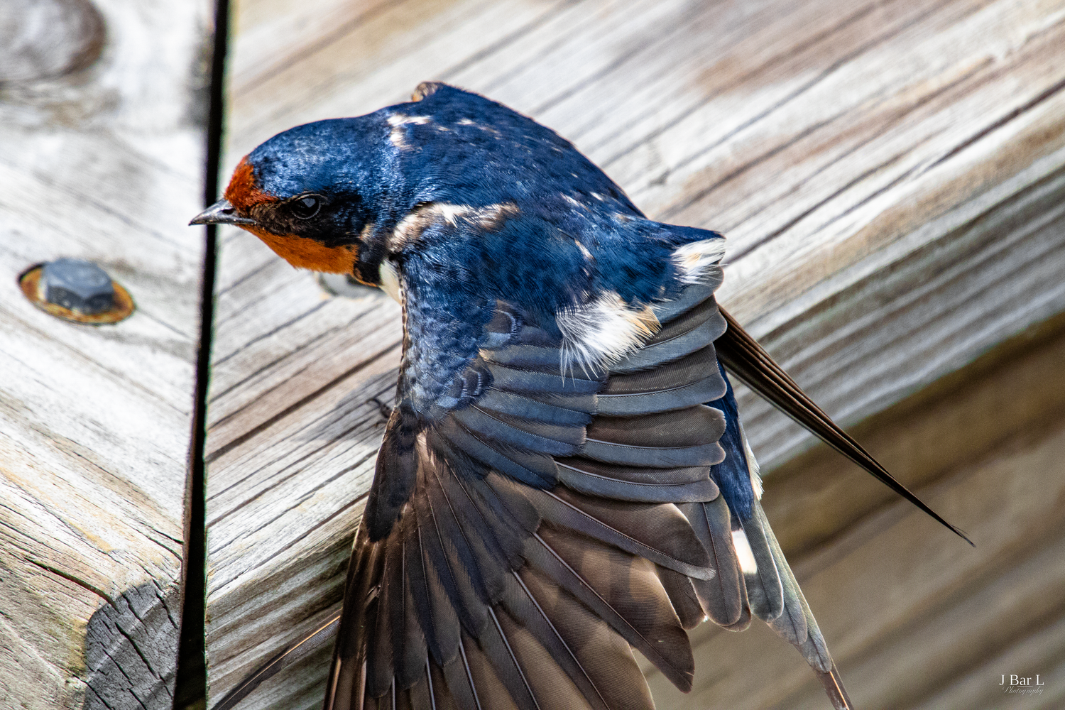 A barn swallow spreads its wings while clinging to weathered wooden boards, showing vivid blue plumage.