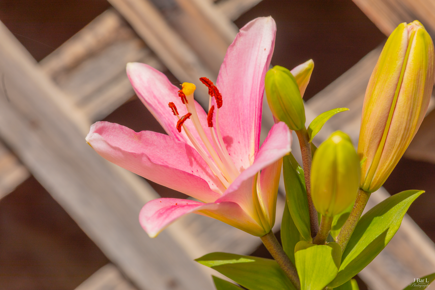 A vibrant pink Oriental lily bloom with yellow stamens opens beside budding flowers on a lattice background.