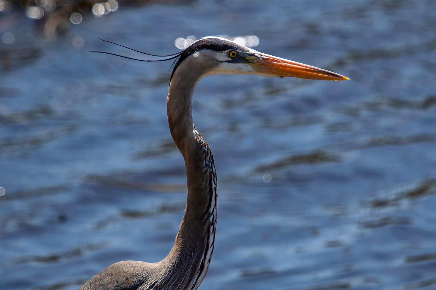 Close-up portrait of a Great Blue Heron with orange beak and blue water background.