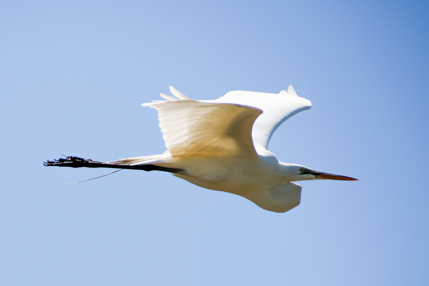 A Great Egret soars gracefully in flight against a clear blue sky carrying nesting material.
