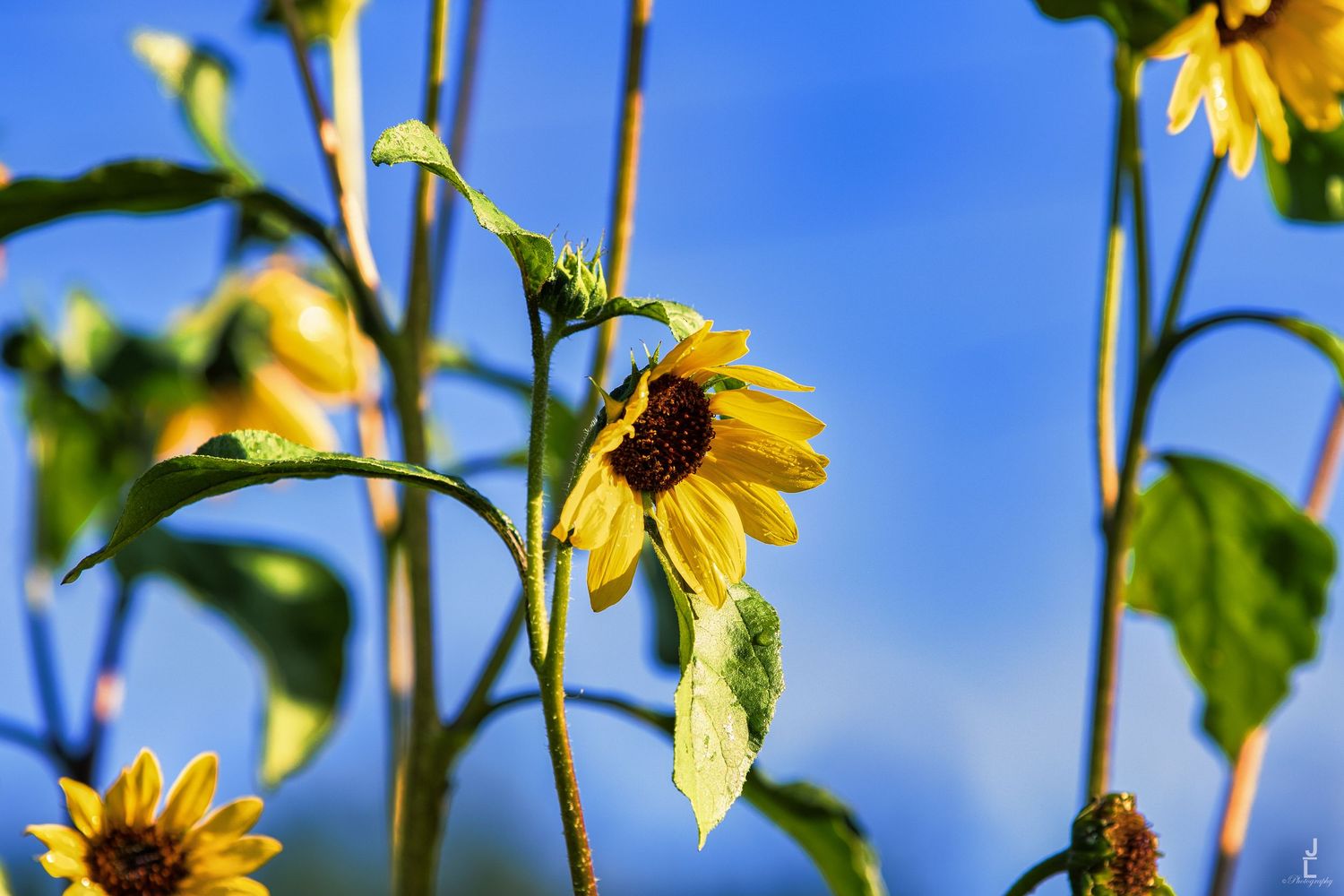 Yellow sunflowers reaching toward a bright blue sky on tall green stems outdoors.