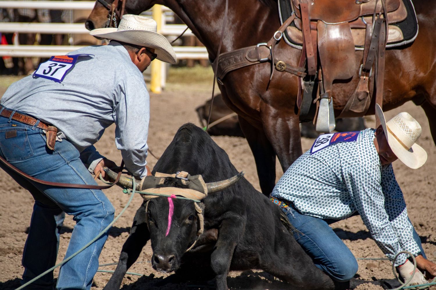 Two cowboys wrestle a black calf to the ground during a team roping rodeo competition.
