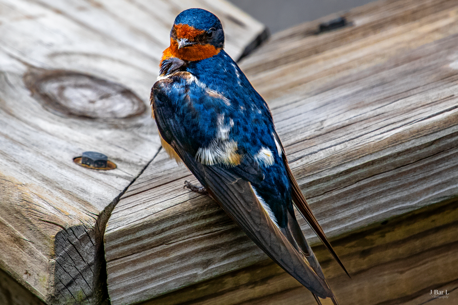 A colorful barn swallow with blue plumage and orange throat perches on weathered wooden boards.