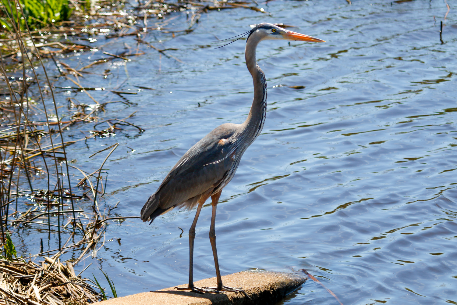 A Great Blue Heron stands tall on a rock beside a calm blue wetland.