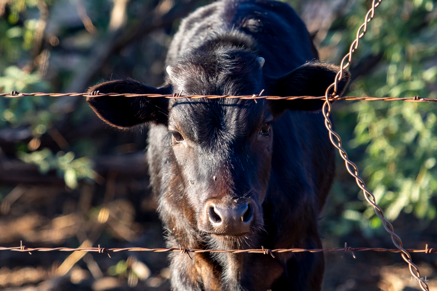 Black Angus calf peers through rusty barbed wire fence in rural farm setting.