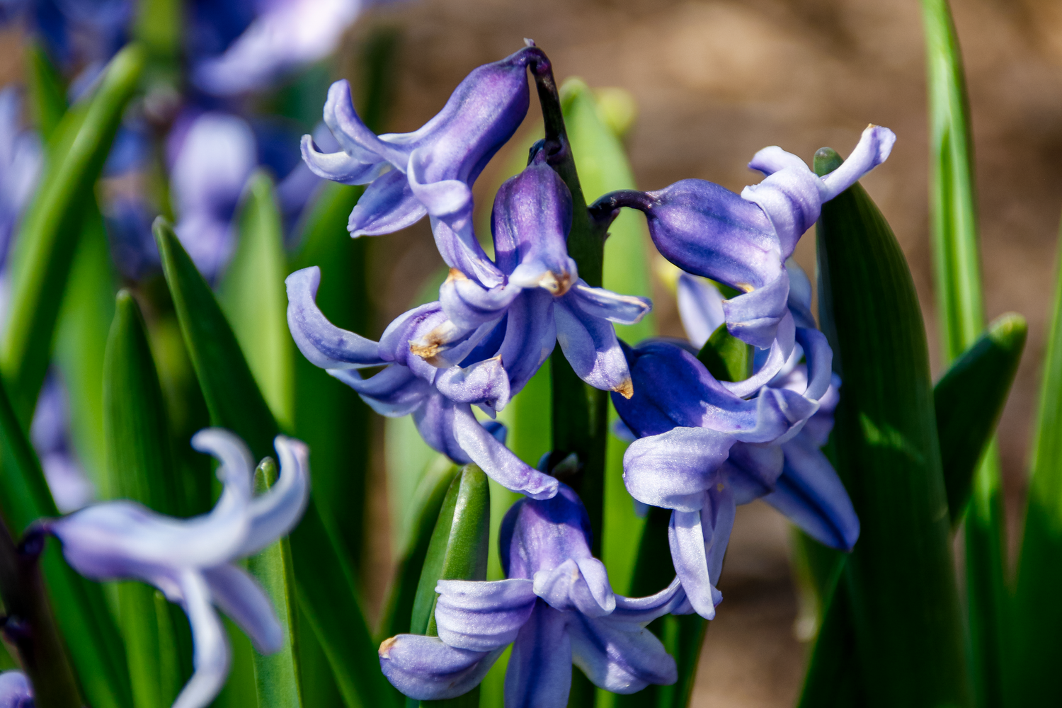 Close-up of blooming blue hyacinth flowers with green leaves in a spring garden bed.