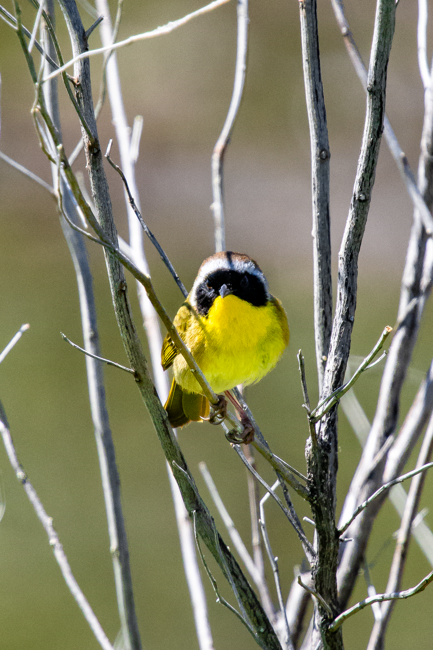 A vibrant yellow Common Yellowthroat warbler with black mask perched on bare branches.