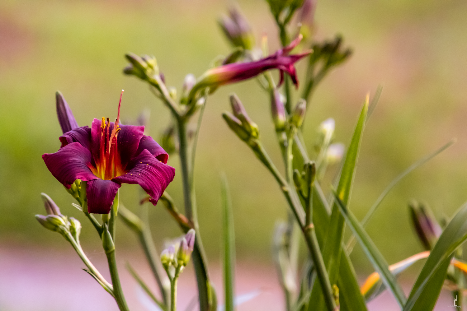 Deep purple daylily with red center blooming among green stems and buds in a garden.