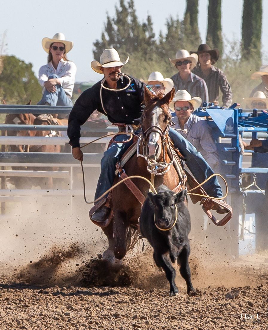 Cowboy on horseback roping a calf during a rodeo competition in a dusty arena.