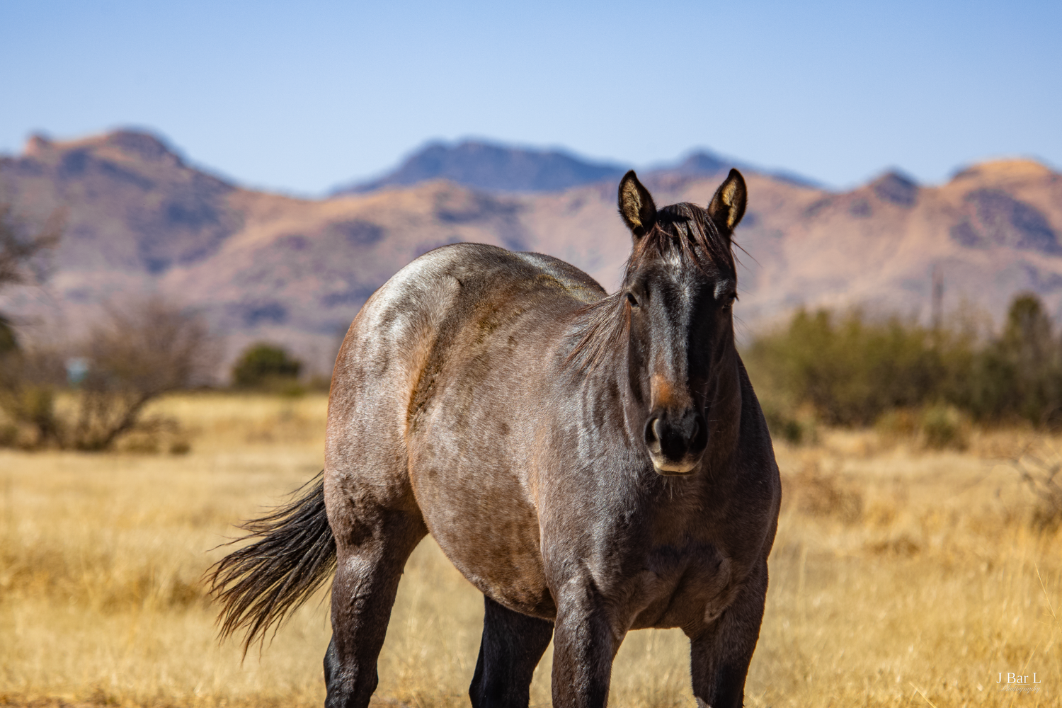 Gray roan horse stands in golden dry grass field with mountain range under blue sky.