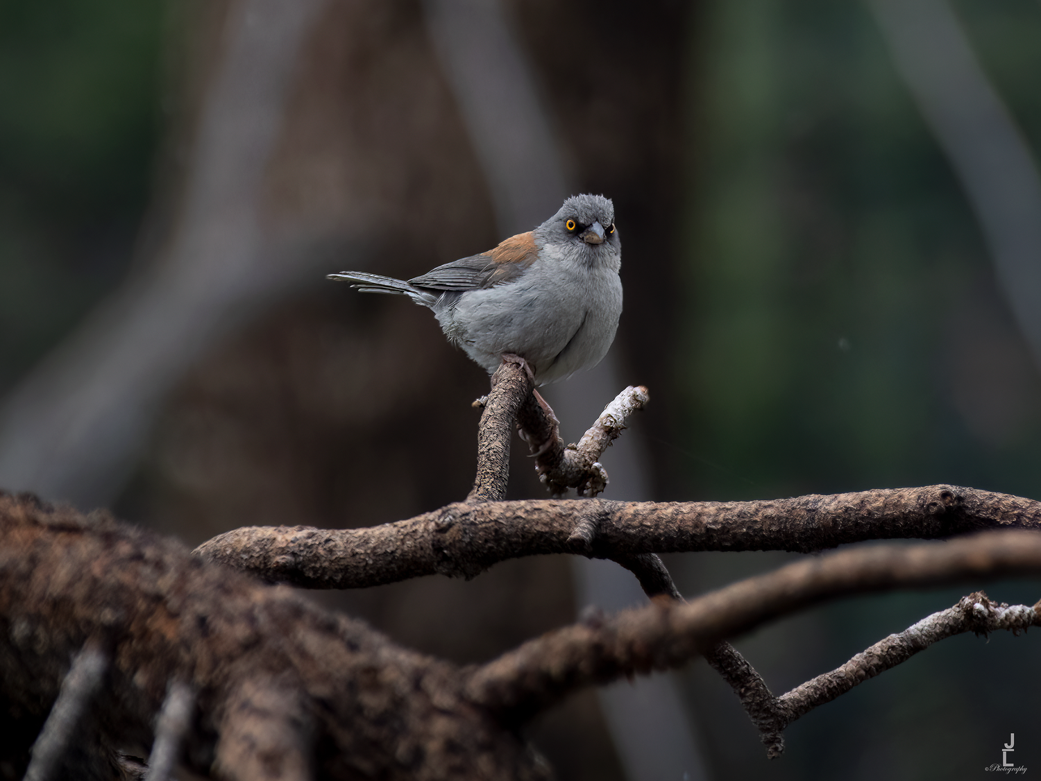 A small gray Tufted Titmouse bird perches attentively on a dark twisted branch.