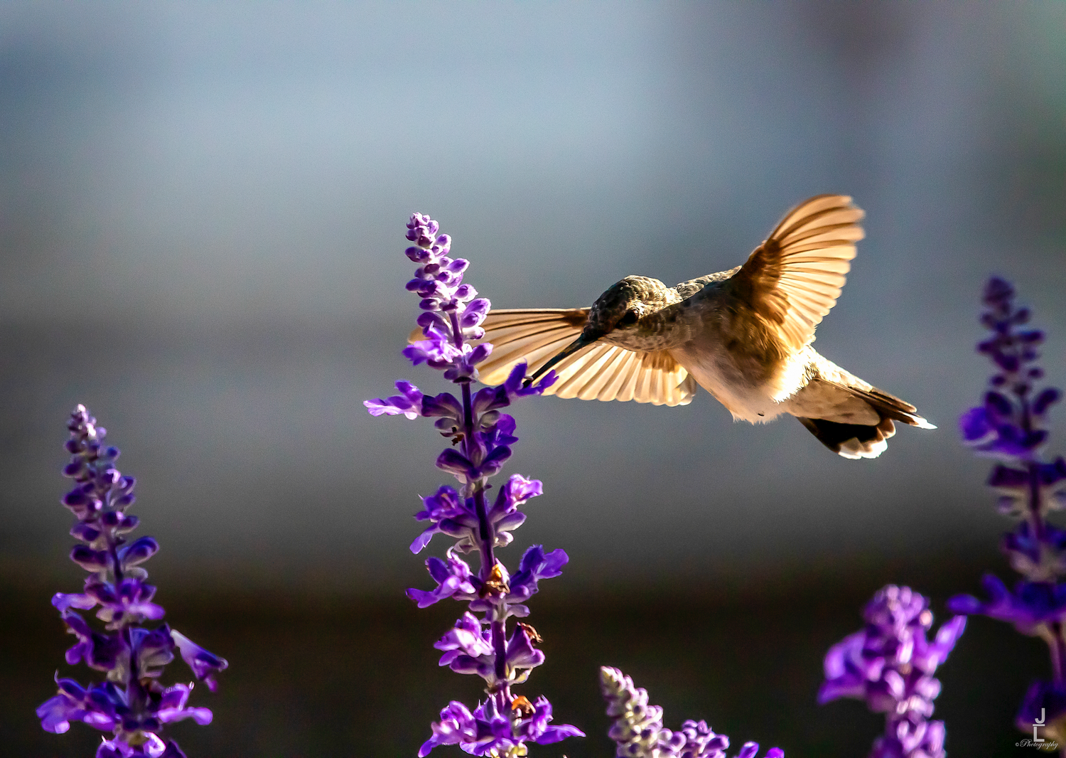 A hummingbird in flight with wings spread wide visits tall purple salvia blooms in a garden.