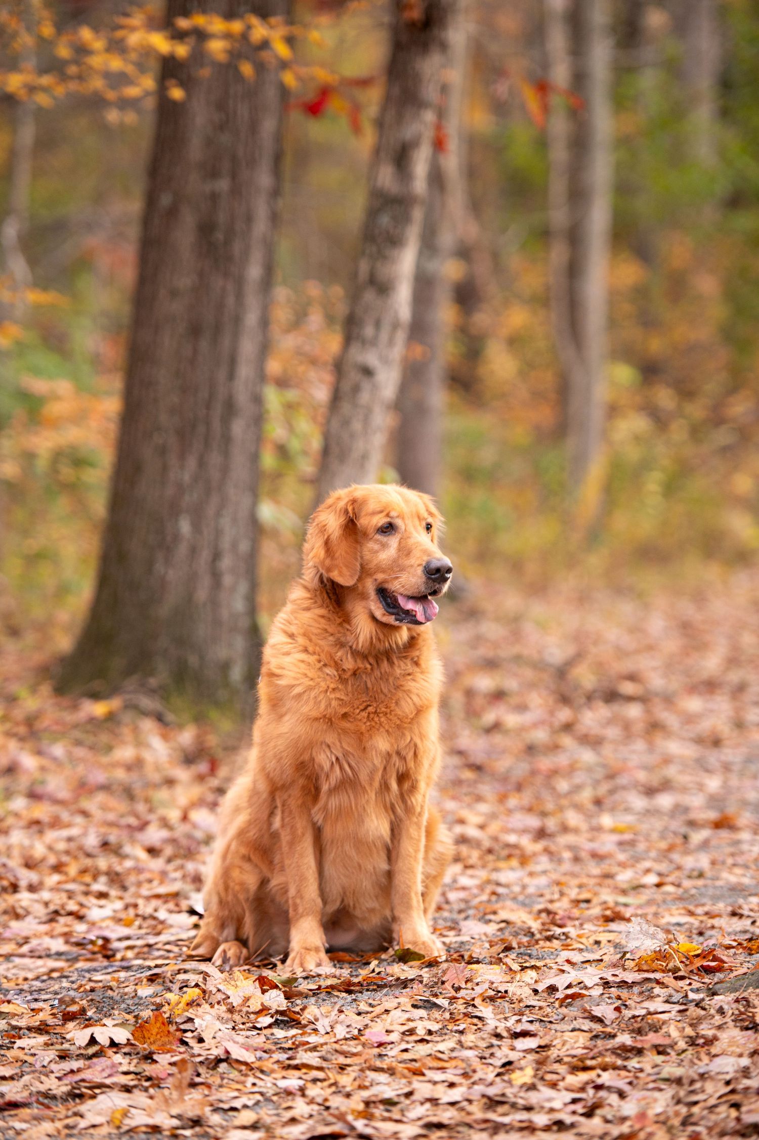 Dog Portrait. Fall Family Photo. Richmond VA.