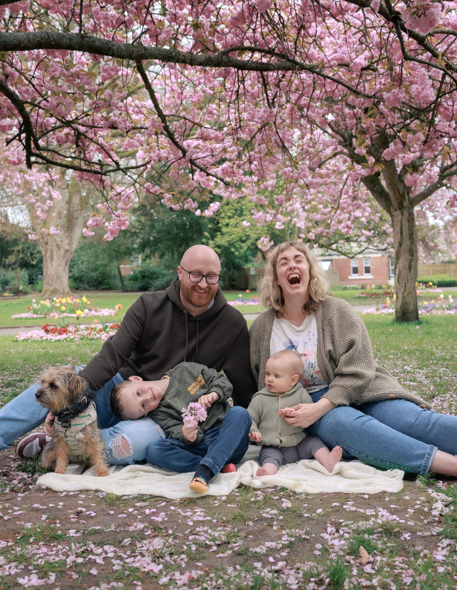 Family laughing under pink cherry blossom tree on white blanket with dog and two young children in spring park in Cirencester.