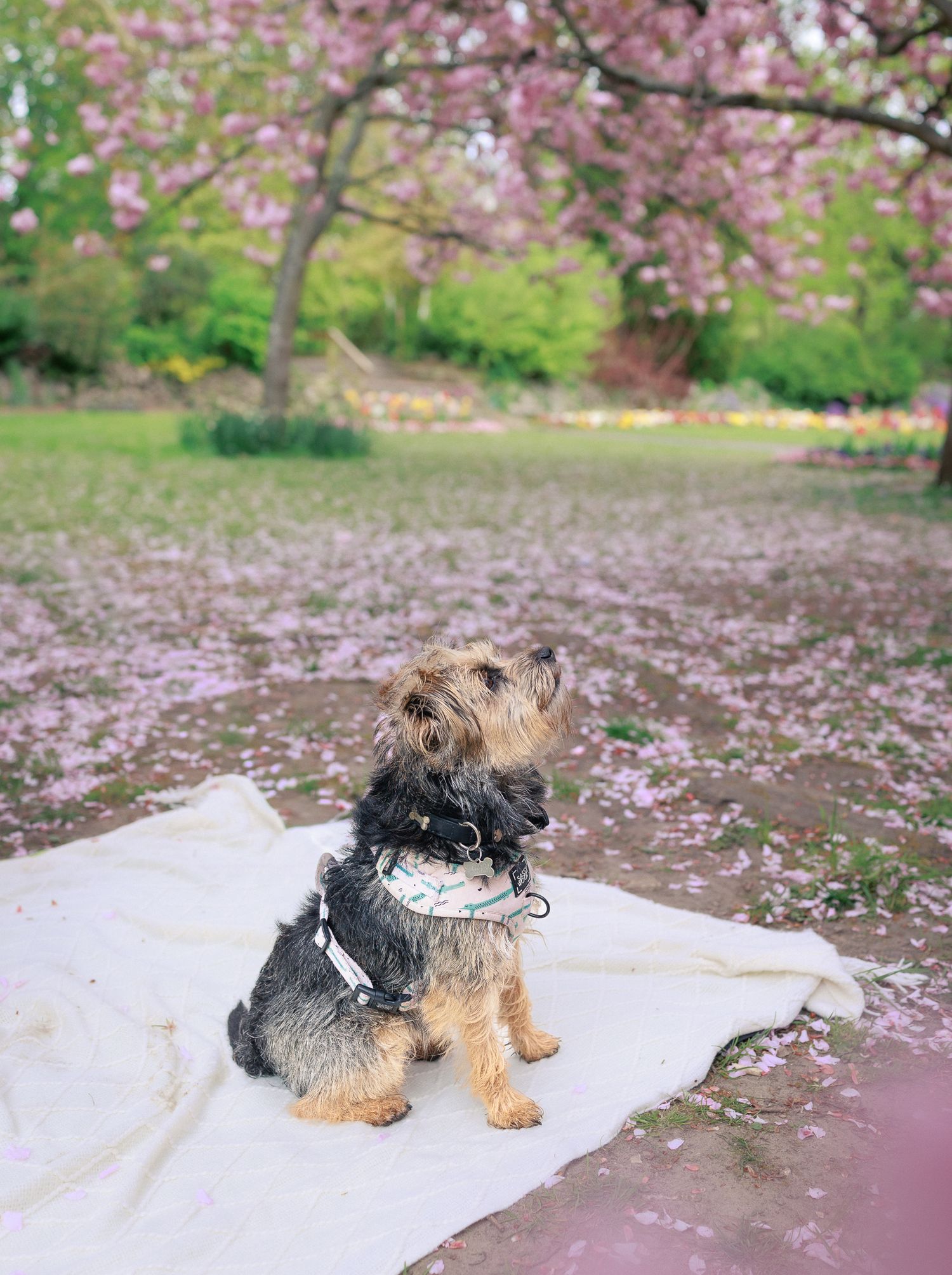 A small Yorkshire Terrier dog sitting on a white blanket under blooming pink cherry blossom trees in a park in Lacock, Wiltshire.