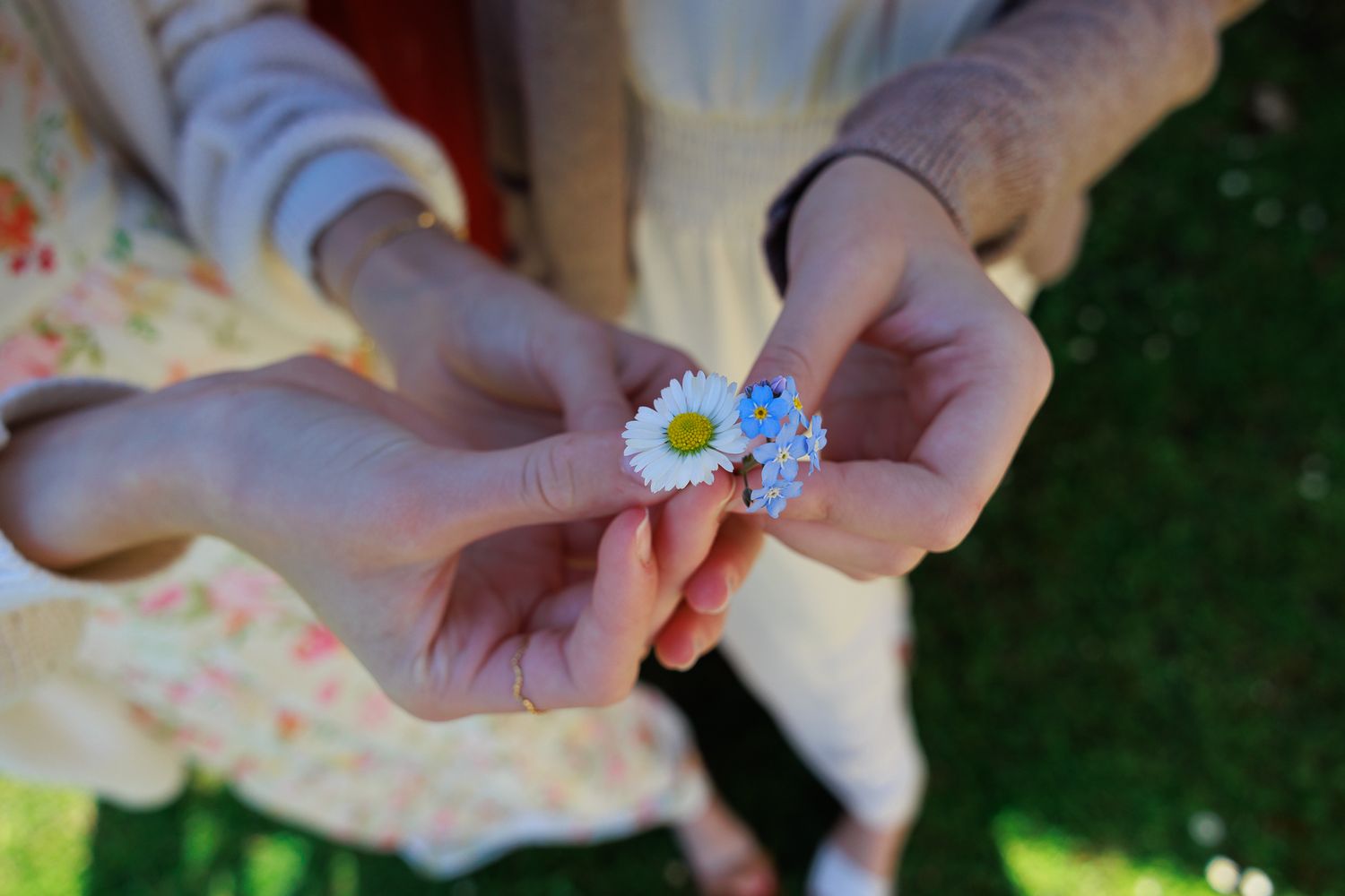 Two pairs of hands gently hold a small daisy and blue forget-me-not flower over green grass.