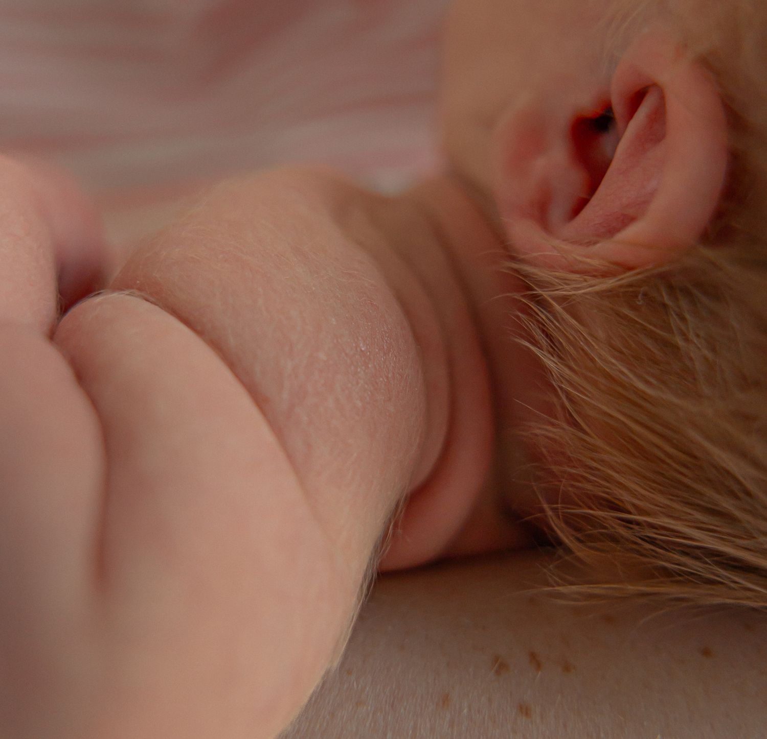 Close-up macro shot of pink and beige colored rose petals with soft focus and dreamy lighting effects.