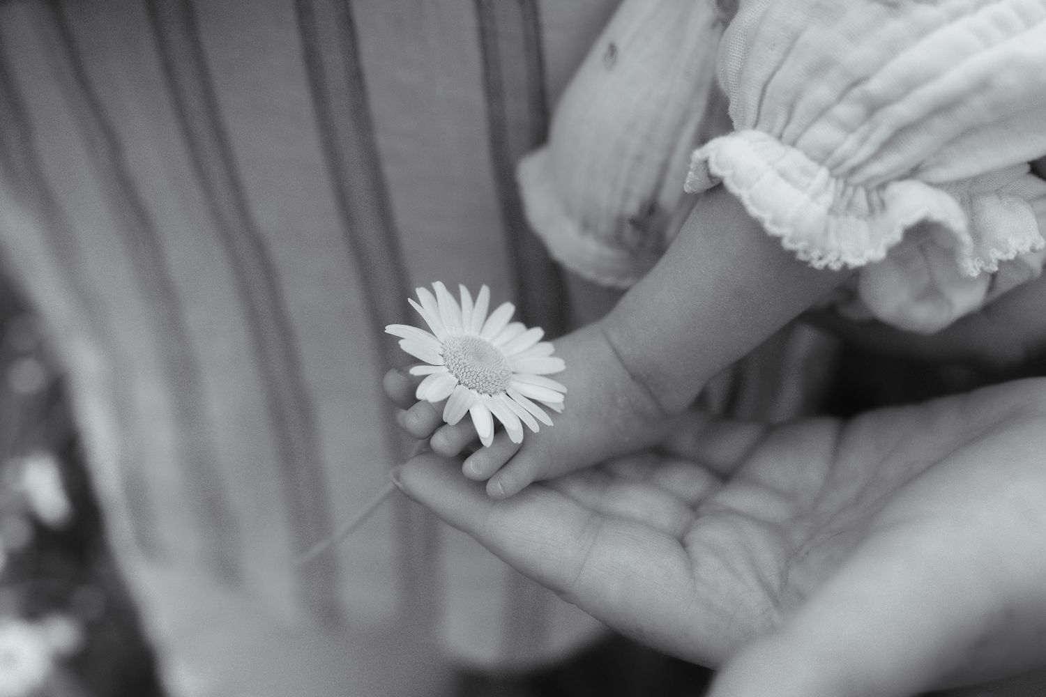 Black and white photo of a baby hand holding a daisy flower resting in an adult palm.