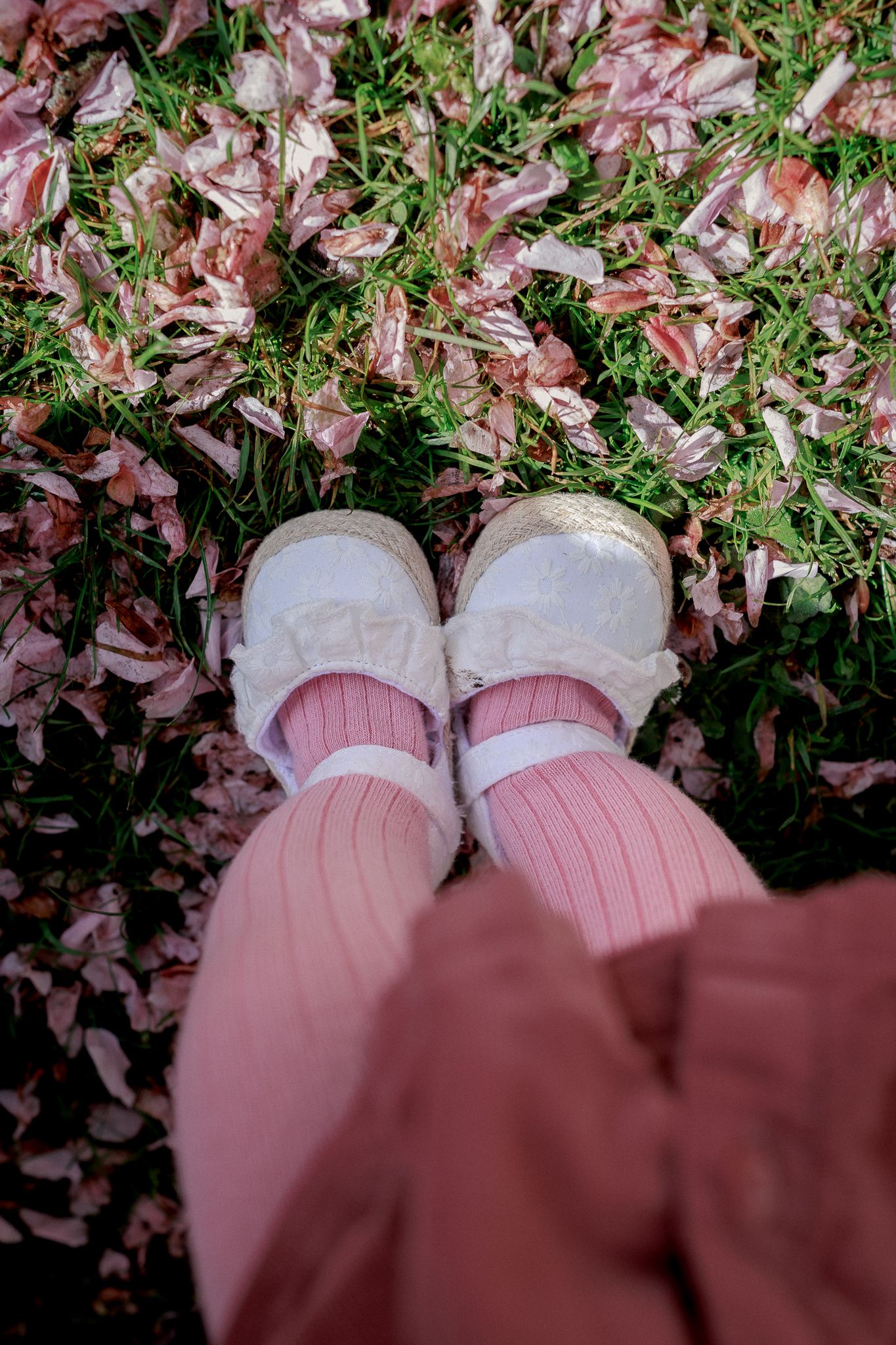 Baby wearing pink ribbed socks and white espadrilles standing on green grass covered with fallen pink cherry blossom petals in Wiltshire.